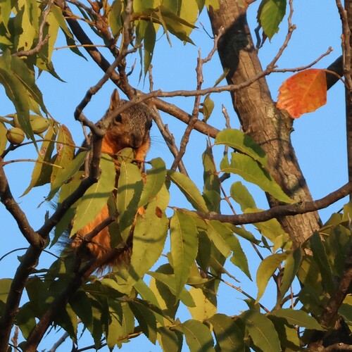 Eastern Fox Squirrel