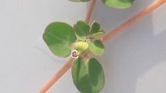 Euphorbia serpens