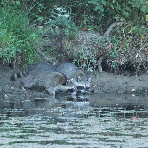 Common Raccoon