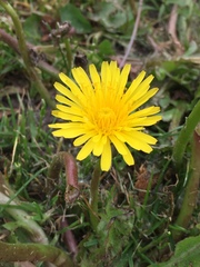 Taraxacum officinale