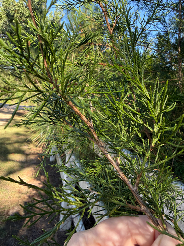 eastern redcedar