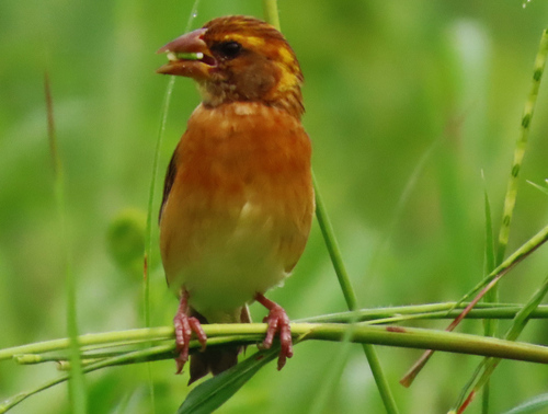 Baya Weaver