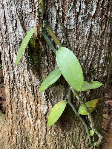 Vanilla planifolia observed 2026-09-24