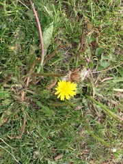 Taraxacum officinale