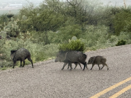 Collared Peccary