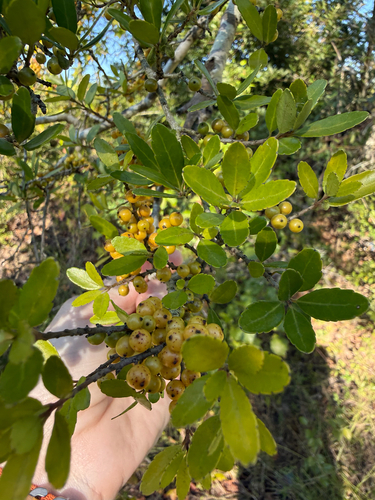 Yaupon Holly