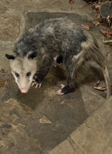 Virginia Opossum