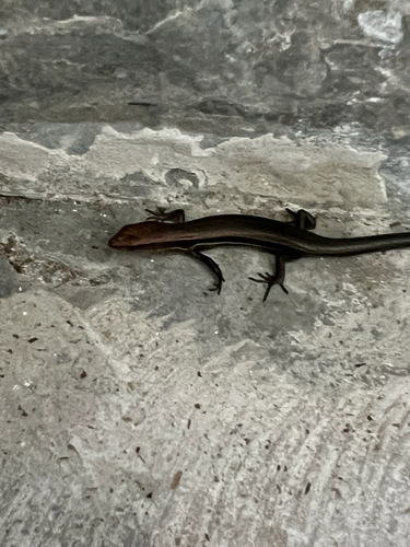 Lampropholis delicata observed 2026-09-29