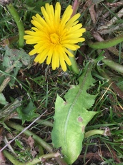 Taraxacum officinale