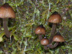 Mycena mulawaestris