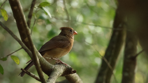 Northern Cardinal