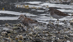 Calidris ptilocnemis