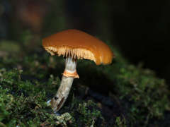 Galerina patagonica