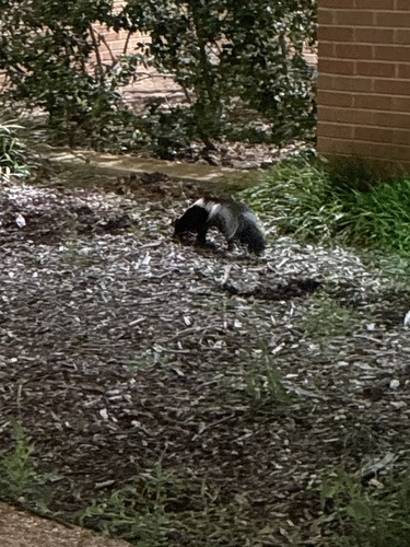 Striped Skunk