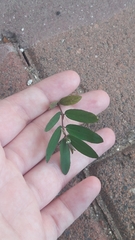 Euphorbia hypericifolia