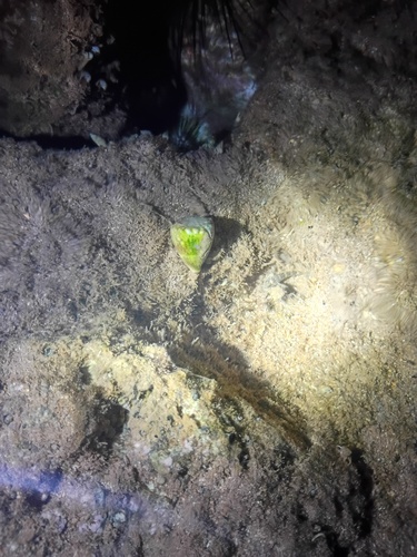 Conus abbreviatus observed 2026-09-28