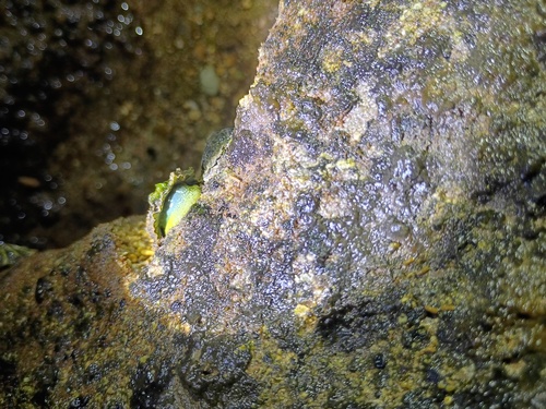 Cellana sandwicensis observed 2026-09-28