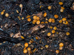 Anthracobia muelleri