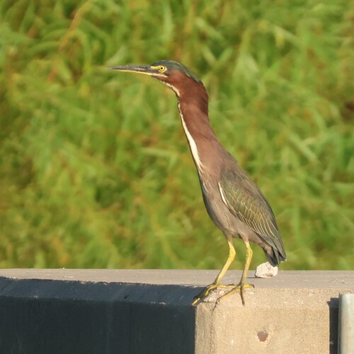 Eastern Green Heron