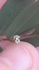 Euphorbia hypericifolia