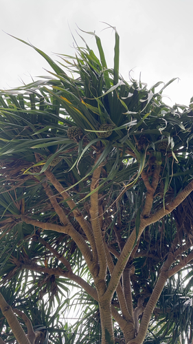 Pandanus tectorius observed 2026-09-29