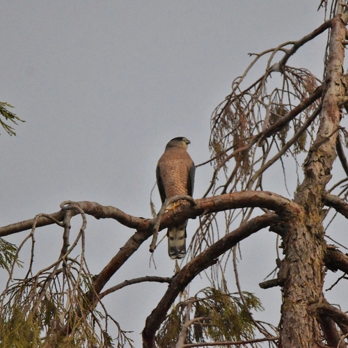 Cooper's Hawk