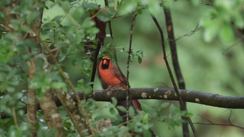 Northern Cardinal