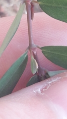 Euphorbia hypericifolia