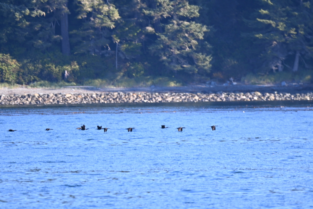Pelagic cormorants flying low in a line over calm water