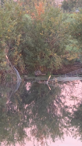Common Raccoon