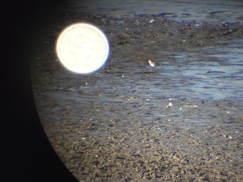 Semipalmated Plover