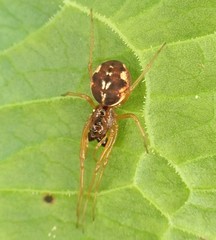 Pachygnatha listeri