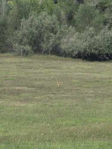Red Fox