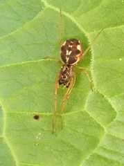 Pachygnatha listeri