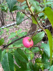 Aristotelia peduncularis, photograph Carmen, CC BY, iNaturalist via GBIF