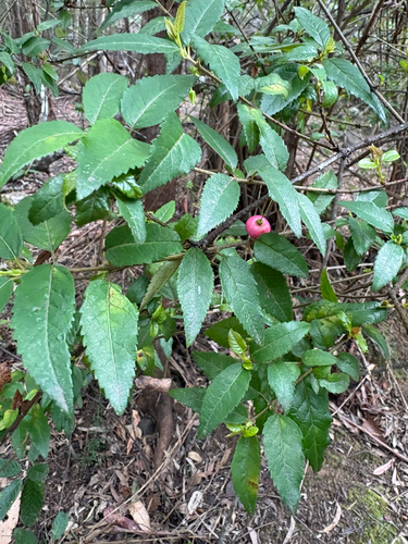 Aristotelia peduncularis, photograph 4