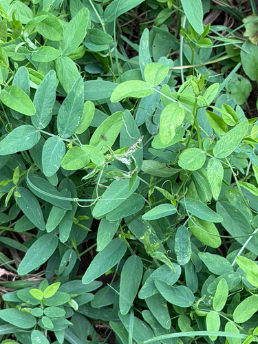 Vicia bungei, 2026-09-30