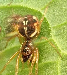 Pachygnatha listeri