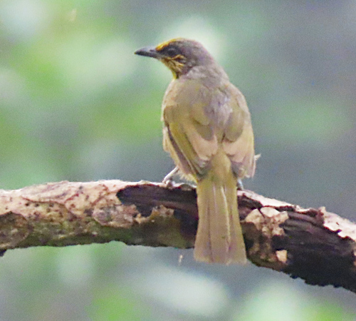 Stripe-throated Bulbul