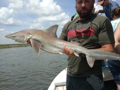 Carcharhinus plumbeus