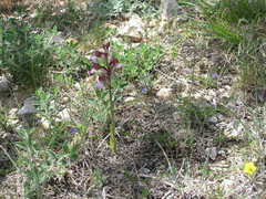 Himantoglossum comperianum
