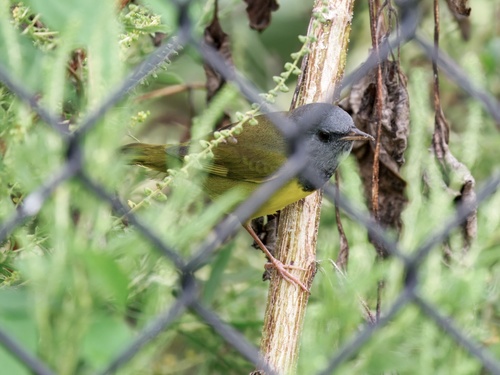 Mourning Warbler
