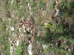 Himantoglossum comperianum