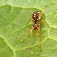 Pachygnatha listeri
