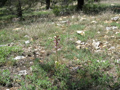Himantoglossum comperianum