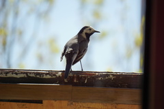 Motacilla alba