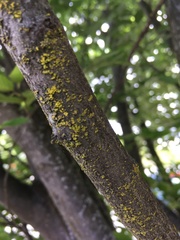 Xanthoria parietina