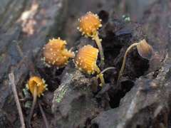 Neobarya agaricicola