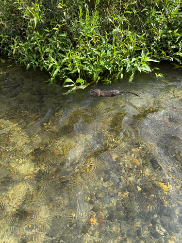 Muskrat
