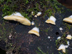Crepidotus nephrodes